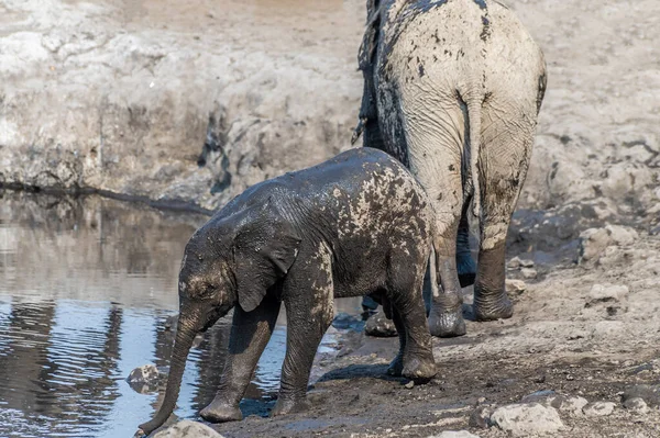 A view of a mud covered baby Elephant at the edge of a waterhole in the Etosha National Park in Namibia in the dry season