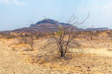 Kurak mevsimde Namibya 'daki Brandberg dağına doğru çalılık ve kuru bir çalı manzarası