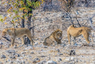 Kurak mevsimde Namibya 'daki Etosha Ulusal Parkı' ndaki bir su birikintisindeki aslan sürüsünün görüntüsü