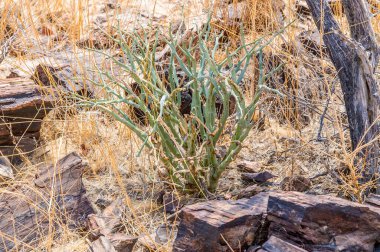 Kurak mevsimde Namibya 'daki Khorixas yakınlarında zehirli bir Damara süt çalısı manzarası
