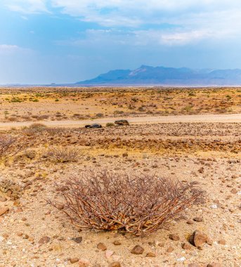 Kurak mevsimde Namibya 'daki Brandberg Dağı' na yakın kırsal alanda dikenli bir çalı manzarası