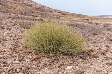 Kurak mevsimde Namibya 'daki Brandberg dağına yakın zehirli bir Damara süt çalısı manzarası