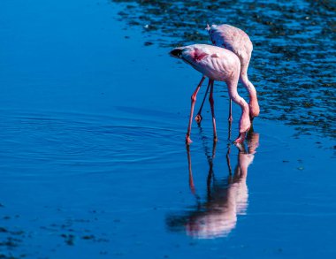 Kurak mevsimde Walvis Körfezi sularında bir çift flamingo manzarası