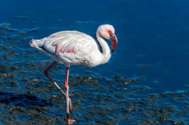 Kurak mevsimde Walvis Körfezi 'nin sularında yüzen bir flamingo görüntüsü.