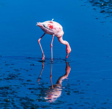 Kurak mevsimde bir flamingo ve Walvis Körfezi sularındaki yansıması.