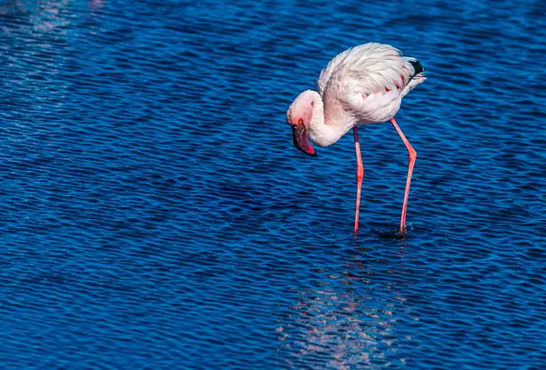 A view of a flamingo studying its reflection in the waters of Walvis Bay in the dry season