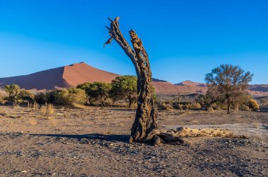 Sabahın erken saatlerinde Sossusvlei, Namibya 'da büyük bir kum tepeciği arkaplanı olan ölü bir ağaç manzarası.