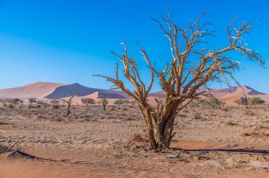 Kurak mevsimde, Sossusvlei, Namibya 'daki kum tepelerine doğru yalnız ölü bir ağacın yanından bir manzara.