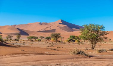 Sossusvlei 'deki akasya ağaçları ve kum tepeleri, kurak mevsimde Namibya manzarası