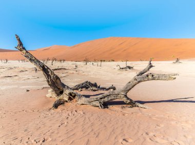 Sossusvlei 'deki ölü vadideki ölü bir ağacın manzarası, kurak mevsimde Namibya