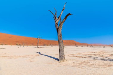 Sossusvlei 'deki ölü vadinin havzasındaki ölü bir ağacın manzarası, kurak mevsimde Namibya