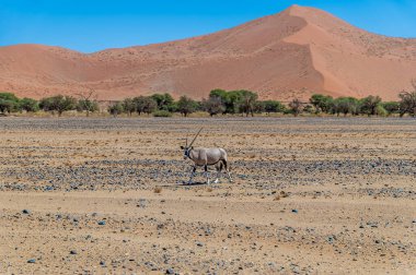 Sossusvlei 'de kum tepeli bir antilop manzarası, kurak mevsimde Namibya