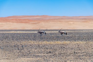 Kurak mevsimde Sossusvlei, Namibya 'da kum tepecikli bir çift Afrika antilobu manzarası