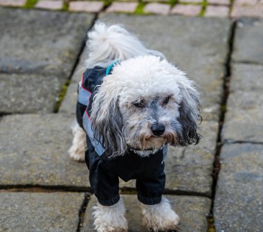 Kışın Market Harborough 'da yürüyüşe hazır paltolu bir Poochon köpeği manzarası.