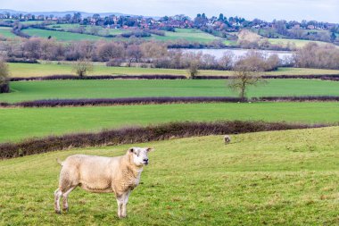 İngiltere 'nin Leicestershire kentindeki Gumley yakınlarındaki Saddington rezervuarına doğru bir koyunu geçtikten sonra parlak bir kış günü