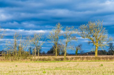 İngiltere 'nin Leicestershire kentindeki Gumley yakınlarındaki kırsal kesimde güneşle aydınlanan bir manzara ağacı.