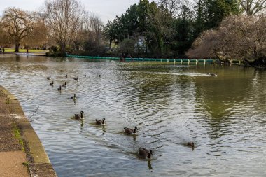 Güneşli bir günde İngiltere 'nin Bedford kentine doğru Büyük Okyanus Nehri' ndeki Kanada Kazları manzarası