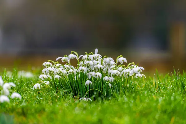 A view in the rain towards an isolated group of snowdrops on a bank in the village of Lamport, Northamptonshire, UK on a winter\'s day