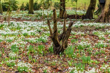 İngiltere 'nin Northamptonshire kentindeki Lamport köyünde küçük bir ağaç kütüğünün yanında kar damlalarının manzarası