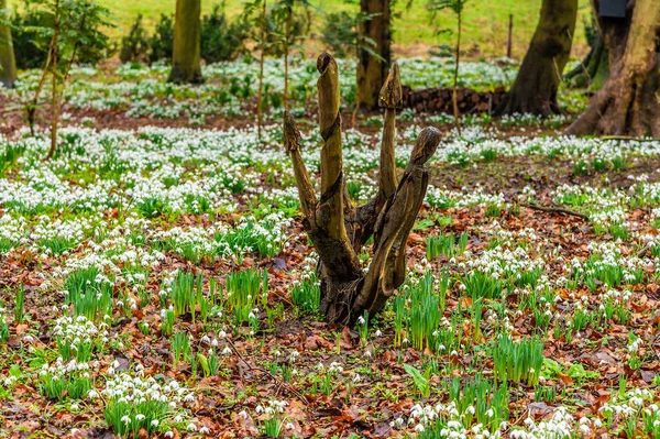 İngiltere 'nin Northamptonshire kentindeki Lamport köyünde küçük bir ağaç kütüğünün yanında kar damlalarının manzarası