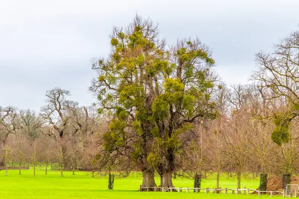İngiltere 'nin Lincoln kentinin Stamford kenar mahallelerindeki bir ağaçta yetişen ökseotu manzarası