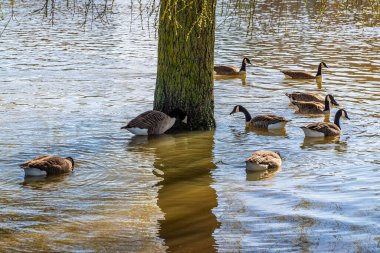 Güneşli bir günde İngiltere 'nin Peterborough kentindeki Nene Nehri' nin kuzeyindeki sel basmış Kanada kazlarının manzarası