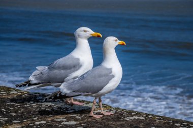 Saundersfoot, Galler 'de açık bir bahar gününde, dış liman duvarındaki bir çift martı manzarası.