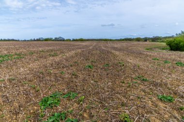 Jurassic Way 'den bir manzara Sulby Reservoir, Welford, İngiltere yakınlarındaki bir sakal tarlasında parlak bir bahar günü yürüyor.