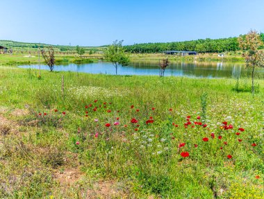 Arnavutluk 'un Albasan ilindeki Belsh göllerindeki bir gölün kıyısındaki yabani çiçeklerin yaz mevsiminde manzarası