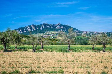 Yaz mevsiminde İtalya 'nın San Marino kentindeki kireçtaşı yamaçlarına doğru uzanan zeytin ağaçlarından bir manzara