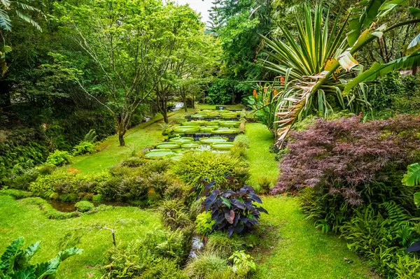 Yaz aylarında Azores 'deki San Miguel adasında Furnas' taki bir gölette dev su nilüferlerinin arasından bir manzara.