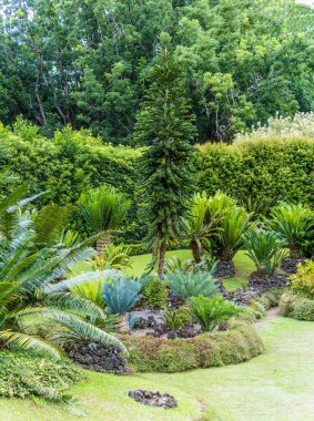 Yazın Azores 'de San Miguel adasındaki Furnas' taki ağaçların ve çalıların manzarası