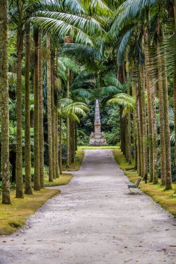 Yazın Azores 'deki San Miguel adasındaki Furnas' ta palmiye ağaçlarından bir manzara.