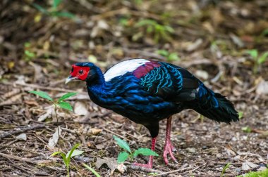 A view of a Swinhoes Pheasant bird in Furnas on the island of San Miguel in the Azores in summertime clipart