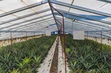 Yazın Azores 'de San Miguel adasında ananaslı bir seranın içinde büyüyen bir manzara.