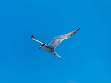 Yazın Azores adasındaki San Miguel adasının bir martısına doğru bir tekne manzarası.