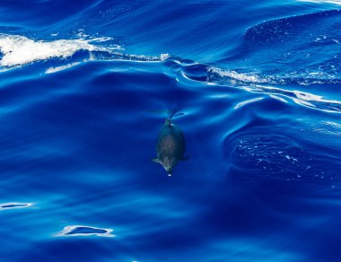 Yazın Azores adasında San Miguel adasının yüzeyine çıkan bir yunusun görüntüsü.