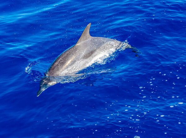 A view of a dolphin frolicing in a boats wake of the island of San Miguel in the Azores in summertime