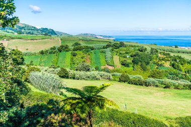 Yazın Azores 'deki Porto Formoso sahilindeki çay çiftliklerinin manzarası.