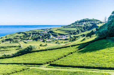 Yazın Azores 'deki Porto Formoso' daki çay çiftliğinin doğusuna doğru bir manzara.