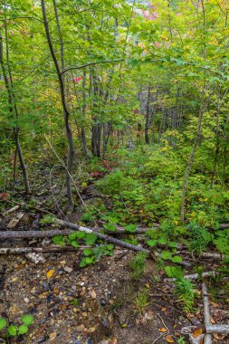 Sonbaharda Kanada 'nın Newfoundland kentindeki Brook Nehrinin köşesindeki ormanın aşağısındaki yokuş aşağı bir manzara.