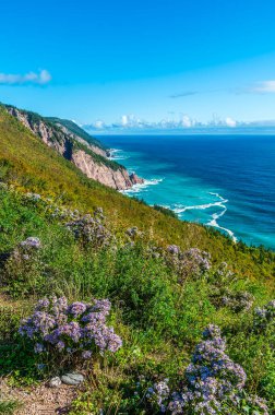 A view past autumn flowers towards cliffs on the Cabot Trail at Cape Smokey, Nova Scotia, Canada in the fall clipart