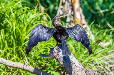 Bahar başında Kosta Rika 'daki Tarcoles Nehri' nin kıyısında kanatlarını kurutan bir anmeninga manzarası
