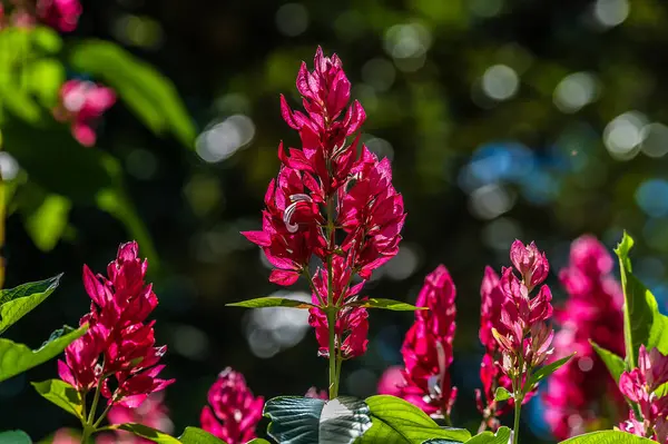 Puntarenas, Kosta Rika yakınlarındaki yağmur ormanlarında kızıl kızıl zambak manzarası