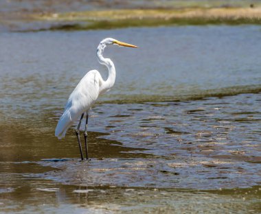 Bahar başında Kosta Rika 'daki Tarcoles Nehri' nde yürüyen bir Akbalıkçıl manzarası
