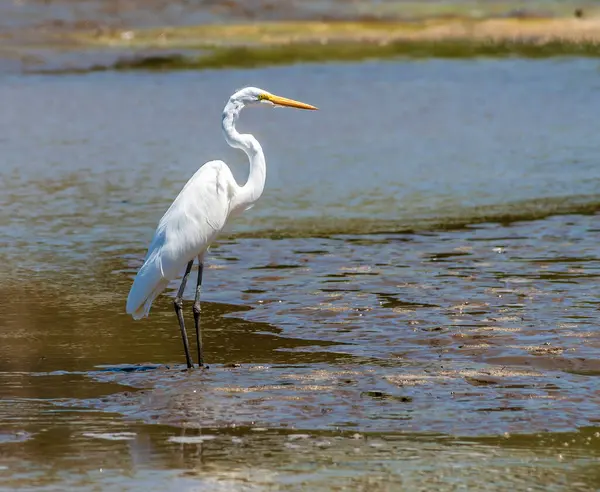 Bahar başında Kosta Rika 'daki Tarcoles Nehri' nde yürüyen bir Akbalıkçıl manzarası