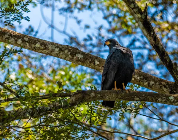 Baharın başlarında Kosta Rika 'daki Tarcoles Nehri' nin kıyısındaki bir Kara Şahin manzarası