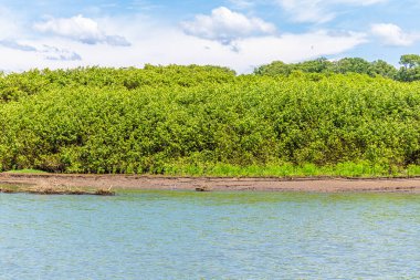 Baharın ilk zamanlarında Kosta Rika 'daki Tarcoles Nehri kıyısında büyüyen mangrov ağaçlarının manzarası