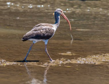 İlkbaharın başlarında Kosta Rika 'daki Tarcoles Nehri' nde toynaklanan olgunlaşmamış beyaz Ibis manzarası.