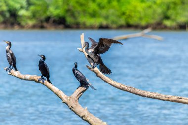 Neotropik bir karabatağın kanatlarını esnetirken Kosta Rika 'daki Tarcoles Nehri' nde süzülen dallara tünediği yer.
